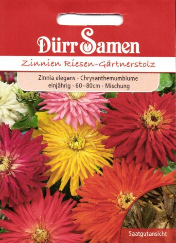 Zinnie Samen Gärtnerstolz Mischung Zinniensamen Prachtmischung Bienenfreundlich Schnittblume Rabatten ca 70 Korn Saatgut Blumensamen Dürr Samen