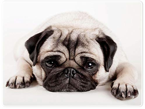 SXCHEN Blankets Plush Sofa Bed Throw Blanket Lazy Pug Dog 60x80