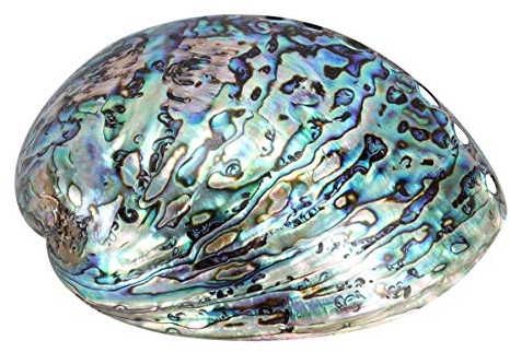 BESPORTBLE Coquille D'ormeau Polie Naturelle pour Le Maculage Le Nettoyage de L'encens Brûlant Le Parfum de La Maison La Compensation D'énergie Yoga 10-12 Cm