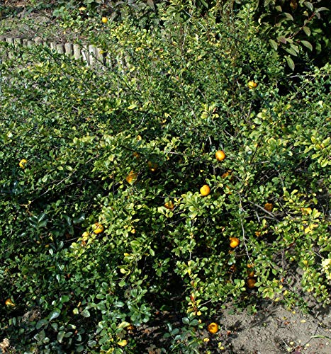 Zierquitte Cido 30-40cm - Chaenomeles - lebende Gartenpflanze aus den Baumschulen