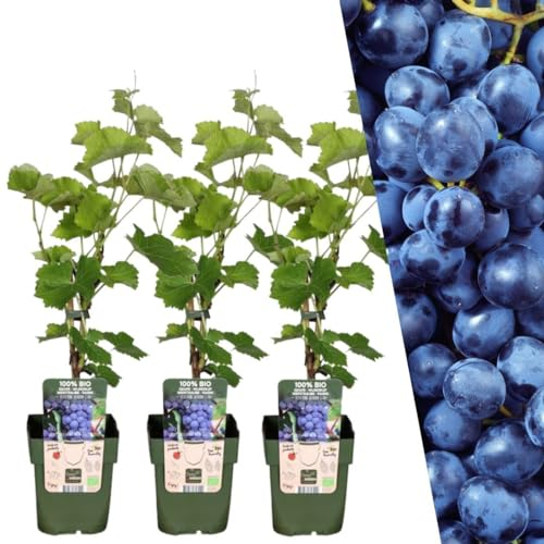 Plants by Frank | 3 piante d'uva | Piante da frutto biologiche al 100% | Piante d'uva | Piante da giardino | Piante resistenti all'inverno per il giardino