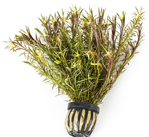 Lincolnshire Pond Plants Ltd Live Plants Tropical Aquatic Plants - Potted - Ceramic - Loose - Kits (Potted, Ludwigia Arcuata)