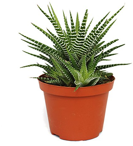 Exotenherz - Haworthia fasciata Big Band - Pflanze im 10,5cm Topf