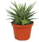 Exotenherz - Haworthia fasciata Big Band - Pflanze im 10,5cm Topf