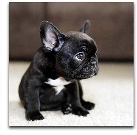 Diy Diamant Malerei Französische Bulldogge Diamant Mosaik Schwarzer Welpe Voller Runder Diamant Stickerei Kreuzstich Tier Hund