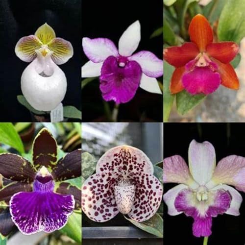 Cymbidium Orchidee-Bulbos De Orquidea Cymbidium-Bulbos De Phalaenopsis-AromáTicas De Cymbidium-Decorativo - Resistente Al FríO, Calas Bulbos Bulbos -3bulbos-I