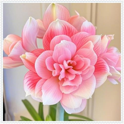 Amaryllis Mix – Vielfältig mit Amaryllis Belladonna & Amaryllis Winterhart | Ideal für Garten & Terrasse – Amaryllis Kaufen-5rhizome-J
