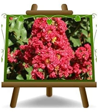 EURO PLANTS VIVAI Lagerstroemia Indica Cespuglio Rossa Pianta Ornamentale - su Vaso da 18 cm - Altezza 50-60 cm