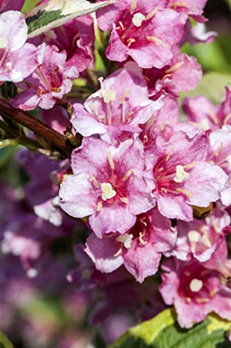 Weigela florida 'Nana Variegata' 80–100 cm – Winterhart, Mehrjährig, Pflegeleicht – Weigelie – Heckenpflanze für Garten & Sichtschutz