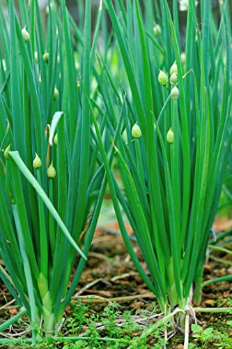 200 Samen Winterzwiebel Alium fistulosum mehrjährig Lauch ewige Heckenzwiebel Gemüse Kräuter Gewürz Pflanze