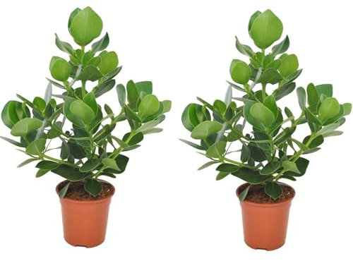 Plant in a Box - Clusia rosea Princess - 2er Set - Luftreinigende Zimmerpflanze - Topf 17cm - Höhe 50-60cm
