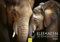 Edition Seidel Premium Kalender Elefanten Die ruhigen Riesen 2025 Format DIN A3 Wandkalender Tierkalender Natur Steppe Wasser Elefant Kuh Bulle Kalb Herde Wildtiere