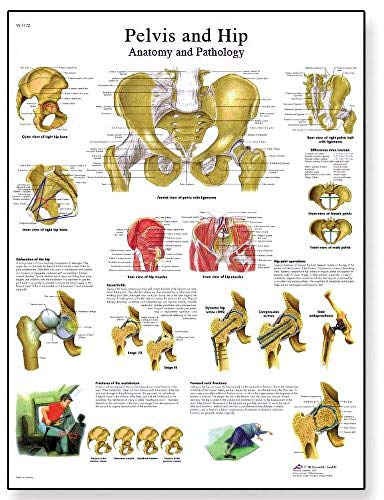 3B Scientific Human Anatomy Becken und Hüfte Anatomie/Pathologie Diagramm, Papierversion (Englische Version)