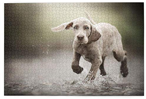 Puzzles 1000 Stück Weimaraner Laufender Welpe Fluss Wasser Grau Welpe Holz Puzzle Spielzeug Familienspiel Wanddekoration für Erwachsene Teenager