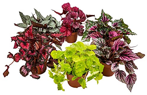 Begonia Beleaf Mix - Blatt-Begonie - 6er-Set - Zimmerpflanze - Pflegeleichte Pflanze für drinnen - ⌀12 cm - 20-25 cm