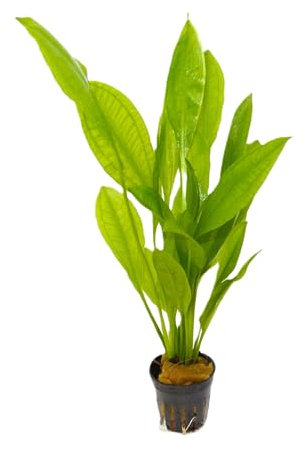 WASSERPFLANZEN WOLFF - ein Topf schöne Große Amazonas-Schwertpflanze/Echinodorus bleheri, Breite Amazonasschwertpflanze Aquarium Klassiker Hintergrund Solitärpflanze