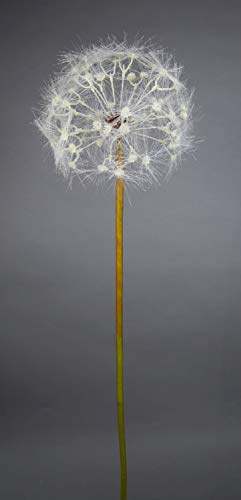 Seidenblumen Roß Pusteblume 95cm CG Kunstblumen künstliche Blumen künstliches Pusteblumengras