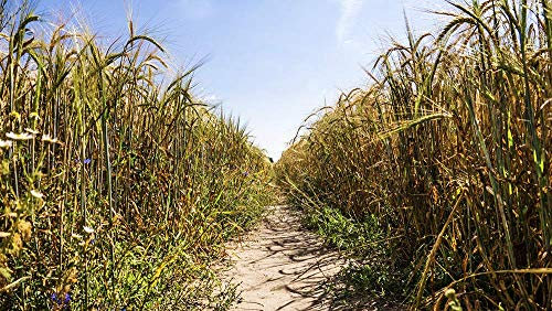 Hochwertige Fototapete - Weg durch ein Getreidefeld (Vlies-Fototapete I Kleistertapete) 400 x 225 cm