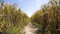 Hochwertige Fototapete - Weg durch ein Getreidefeld (Vlies-Fototapete I Kleistertapete) 400 x 225 cm