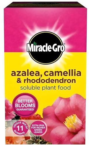 AMK® Miracle Gro Azalea Camellia Rhododendron Soluble Plant Food 1kg Box Ericaceous Fertiliser Feed for Acid Loving Plants Blooms Iron