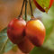 semillas de tomatillo, planta de tomate, huerta Cyphomandra betacea, árboles para el jardín árboles frutales columnares semillas frutas árboles hortalizas árboles frutales enanos 100pcs