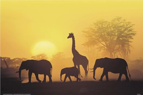 Close Up Sonnenuntergang in Kenia Poster (91,4cm x 61cm)