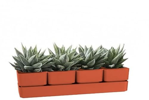 VIRSUS Fioriera con 4 vasi e unico sottovaso 309, misura 48x12x11 cm, Fioriera di forma rettangolare per interno e per esterno, vasi per piccole piante grasse, resistente ai raggi UV (Coral)