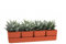 VIRSUS Fioriera con 4 vasi e unico sottovaso 309, misura 48x12x11 cm, Fioriera di forma rettangolare per interno e per esterno, vasi per piccole piante grasse, resistente ai raggi UV (Coral)
