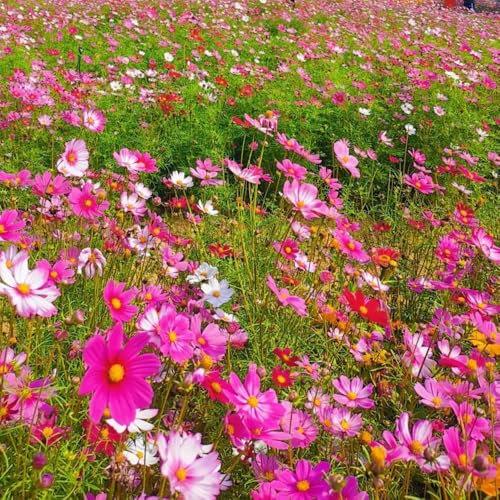 semillas de flores silvestres siembra de otoño - sembrar semillas de flores silvestres perennes para los amantes de las plantas plantas de jardín plantas resistentes al invierno 500pcs