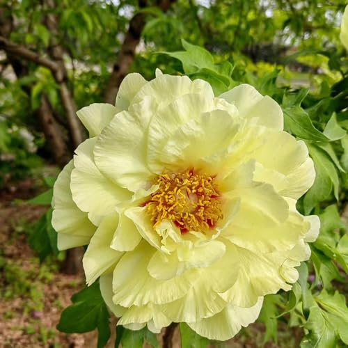 3 pcs pfingstrosen baum zwiebeln - winterharte kübelpflanzen hochbeet balkon, gartenblumen exotische pflanzen winterhart, kleines geschenk für frauen, pfingstrosen kaufen, bodendecker