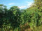 Semillas de plantas de yuca 70 piezas verdes