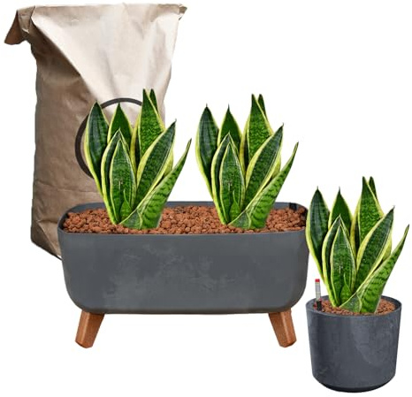 Green Me Up Sansevieria Bogenhanf - Pflegeleichte Zimmerpflanzen - Sukkulenten frisch aus der Gärtnerei - Hydrokultur Set - Höhe 30-40 cm - Betonoptik Grau - inkl. 3 Pflanzen, Blähton & Dünger