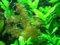 Anti Algen Set mit Schwimmpflanzen, Aquarium-Pflanzen