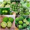 30 piezas semillas resistentes del tilo - jardín interior, semillas variedades antiguas semillas de lima (Citrus hystrix) semillas de bonsái, jardín de regalos árboles frutales enanos,