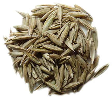 Fétuque Elevée - Festuca Arundinacea (Engrais Vert) SEM14 (Variété Gazon Granditte :500 grammes)