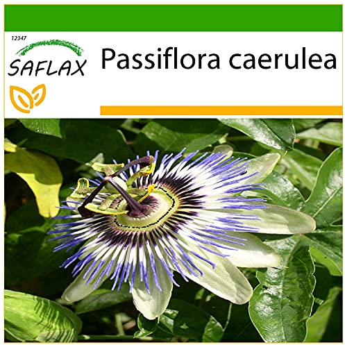 SAFLAX - Flor de la pasión - 25 semillas - Con sustrato estéril para cultivo - Passiflora caerulea