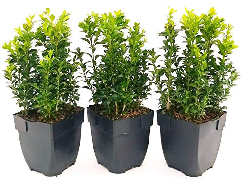 POWERS TO FLOWERS - BUXUS SEMPERVIRENS 3 PIANTE, VASO 13CM, piante vere