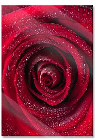 Pixxprint Glasbild, Wandbild aus Echtglas, Rosenblüte Nahaufnahme, 40x60 cm, inkl. Aufhängung und Abstandshalter