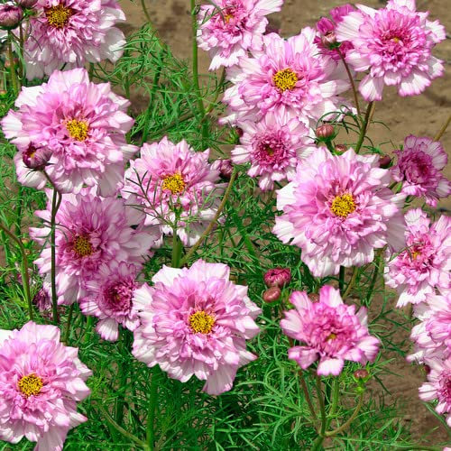 Plant World Seeds - Cosmos Bipinnatus 'Double Click Bicolour Pink' Seeds (Annual Flower Seeds)