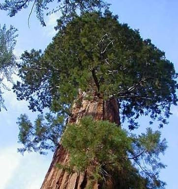 Sequoiadendron giganteum - Berg-Mammutbaum - 10 Samen