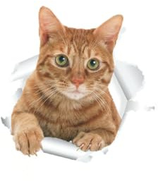 WHAMVOX 3D Wc Aufkleber Katze Selbstklebend Abnehmbar Wasserdicht Toilettensitz Wandtattoo Bad Dekor Für Haustierliebhaber Badezimmer Wanddeko