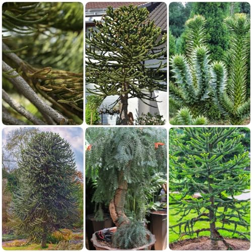 15 pcs araucaria araucana samen - zimmerpflanze wanddeko pflanzen seed luftreinigende zimmerpflanzen pflanztöpfe bäume garten winterhart nachhaltige produkte winterfeste pflanzen
