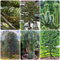 15 pcs araucaria araucana samen - zimmerpflanze wanddeko pflanzen seed luftreinigende zimmerpflanzen pflanztöpfe bäume garten winterhart nachhaltige produkte winterfeste pflanzen