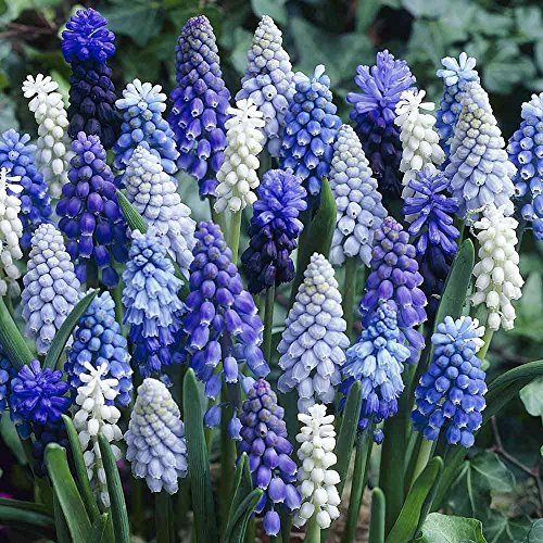 GARTHWAITE NURSERIES® : - UK Stockist. 50 Muscari Mixed (Grape Hyacinth) Bulbs Blue, White & Two-Tone Blue Fragrant Spring Garden Perennial