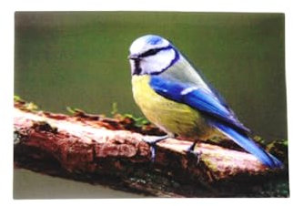 3 D Ansichtskarte Blaumeise, Postkarte Wackelkarte Hologrammkarte Tier Vogel Gartenvogel Meise