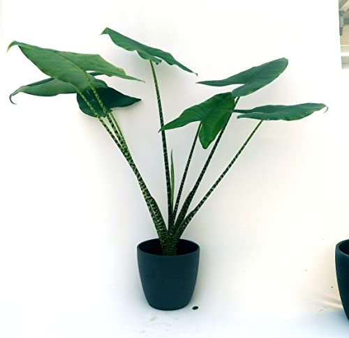 POWERS TO FLOWERS - ALOCASIA ZEBRINA XXL, ORECCHIE D'ELEFANTE, Vaso 21cm, pianta vera
