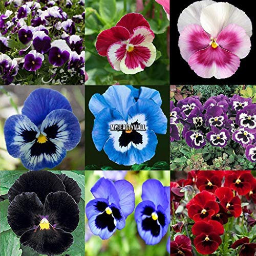 Portal Cool Samen Paket: Rot: e Gladiolen nsamen Garten Aerobic Topfn Lily Btl8 01