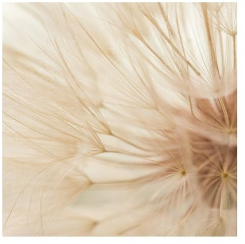 Bilderwelten Fototapete Pusteblume 288cm x 288cm Blumen Natur Shabby Blumentapete Vliestapete Tapete Wanddeko Ideen Wohnzimmer Schlafzimmer Küche