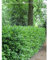 Kirschlorbeer Novita 100-120 cm. 10 Pflanzen. Hecke: immergrün & blickdicht