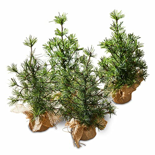 Loberon Deko-Baum 4er Set Millies, inkl. Jute-Säckchen, naturgetreu, Weihnachtsbaum, Festdekoration, Weihnachtsdekoration, Weihnachten, PVC, Eisendraht, Zement, grün/braun